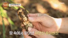 “송이를 따는 이유는 은혜 갚으려고요” MBN 251030 방송