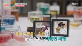 낭만과 여유를 한번에! 고양 가을 꽃축제 MBN 251030 방송