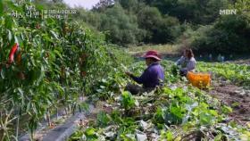 꼭 시어머니 큰소리치게 만드는 며느리! MBN 251102 방송
