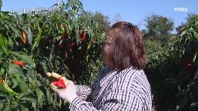 처음부터 시어머니 마음에는 쏙 들지 않았던 며느리?! MBN 251102 방송