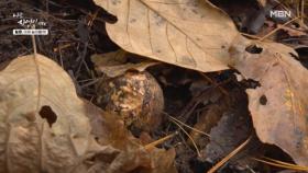 산삼보다 더 기분좋은 발견, 향기로운 산행 MBN 251105 방송