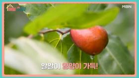 매일아침 [116회] MBN 251110 방송