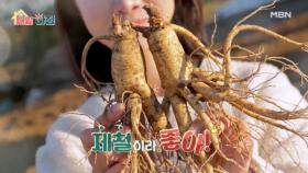 ＜제철이라 좋아＞ 땅 속 보물의 정체는? MBN 251106 방송