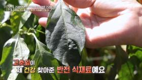 혈관 건강에 도움주는 고춧잎 MBN 251107 방송