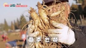 제철 맞은 파주 인삼 수확 현장 MBN 251106 방송