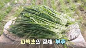 김치 속 필수 재료, 파벽초의 정체는 부추 MBN 251114 방송