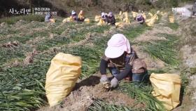 자타공인 일등 일꾼 아내 MBN 251116 방송