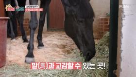 4천 원 어린이 승마 체험과 3천 원 포니 교감 체험 MBN 251117 방송