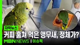 [자막뉴스] 손님 커피 훔쳐 먹은 앵무새, 잡고 보니 '멸종위기종' | 이슈픽