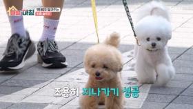 타인만 보면 돌변하는 반려견들! 해결 방법은? MBN 251120 방송