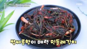 지금이 제철, 영양 만점 민들레김치 MBN 251121 방송
