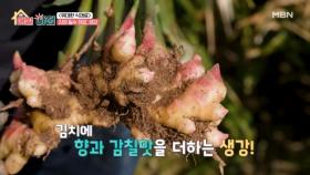 알싸한 맛과 향으로 풍미 돋워주는 김장 필수 재료, 생강 MBN 251124 방송