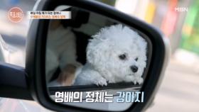 “26대손 정영배입니다” 강아지 영배를 손자로 삼은 할머니 MBN 251127 방송