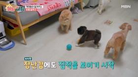 우리는 반려동물 대가족! 우리 반려견의 문제점은? MBN 251127 방송