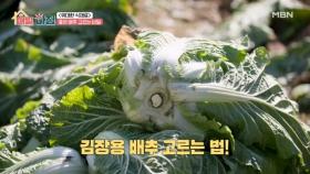 아삭한 식감과 은은한 단맛이 매력적인 황금빛 겨울 배추! MBN 251201 방송