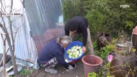 산속에 숨겨놓은 무짠지 항아리... 자연인의 겨울 준비 MBN 251203 방송