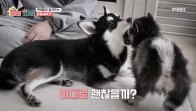 보기만 하면 다투는 반려견 형제를 위한 펫테랑의 맞춤 솔루션! MBN 251204 방송