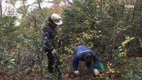 이 산은 다르다... 살아있는 약초 도감 MBN 251217 방송