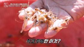 염증 관리에 도움 주는 민물 새우 MBN 251219 방송