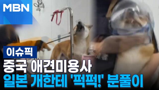 중국 애견미용사, 일본 개한테 