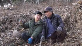 이 정도 크기는 처음... 역대급 더덕 캐는 자연인 MBN 251224 방송