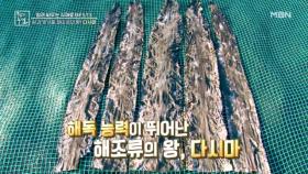 암과 맞서줄 해조류의 왕, 다시마! MBN 251226 방송