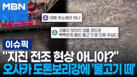 ＂지진 전조 현상 아니야?＂ 오사카 도톤보리강에 '물고기 떼' 外 | 이슈픽