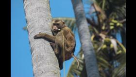 노동과 학대 사이…‘원숭이 코코넛 노역’의 진실