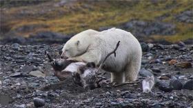 ‘녹아버린 해빙’에 물범 놓친 북극곰, 순록 사냥꾼 변신