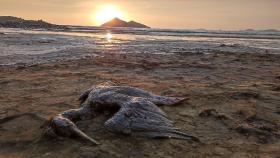 [영상] 기름 뒤집어 쓴 바닷새…유출사고 페루 “21개 해변 접근제한”