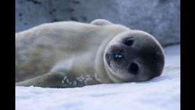 젖 뗀 새끼가 무려 110㎏, 남극 물범의 모유가 특별한 이유
