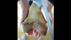 이빨이 손바닥 2개 크기…거대 상어 ‘메갈로돈’ 덩치는 60t