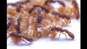 개미 사회의 재발견, ‘개미 우유’ 나누며 세대 간 연대
