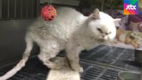 [밀착카메라] 고양이 실험, 이상한 안락사…1200건 '기묘한' 출처