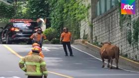 울산 도심 누빈 '600kg 암소'…경찰·소방서 2시간 추격전