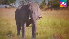 보츠와나서 코끼리 수백 마리 '떼죽음'…