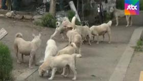 [밀착카메라] 목줄 없는 개들 활보…마을에 무슨 일이