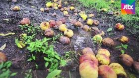 폭우에 채소·과일 피해 막심…치솟는 '장바구니 물가'