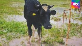 수해 복구 구슬땀…급류에 쓸려간 소, 60㎞ 밖서 발견돼
