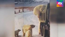 [뉴스브리핑] 얼마나 굶주렸으면…쓰레기차 뒤지는 북극곰 무리