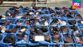 포항서 불법 포획 고래고기 64자루 운반 2명 체포