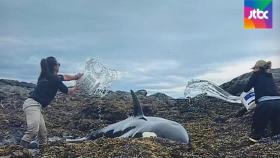 바위에 낀 범고래…6시간 '양동이로 물 뿌려' 구한 사람들