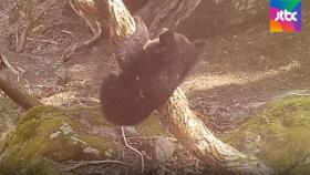 아기 곰, 새끼 삵…지리산 야생 '그들이 사는 세상'