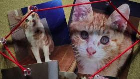 [단독] 입양 뒤 사라진 고양이 13마리…잠복 끝에 만난 학대범