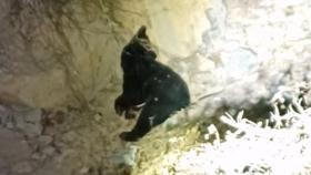 탈출한 곰 3마리 사살…농장주 부부는 숨진 채 발견