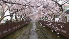 4년 만에 돌아온 최대 벚꽃축제 '진해군항제'…450만명 몰릴 듯