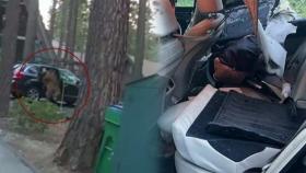 [영상] 차에 갇힌 곰 풀어줬는데…차량 내부는 '폐차' 수준