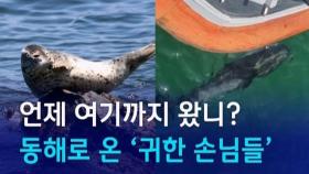 [D:이슈] 언제 여기까지 왔니?…동해로 온 귀한 손님들