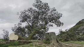 [영상] 영국 '로빈 후드 나무' 밤사이 벌목한 16세 소년 체포