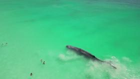 호주 해변 찾은 큰 고래…휴양객들 함께 '수영'